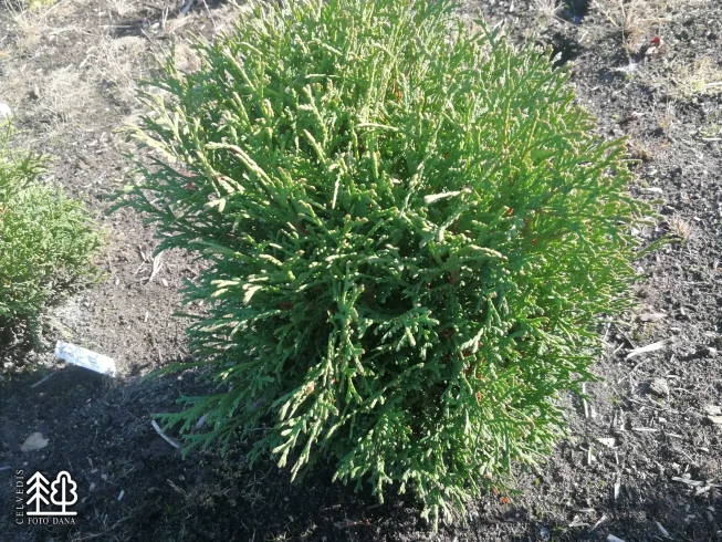 Thuja occidentalis   'Little Gem'